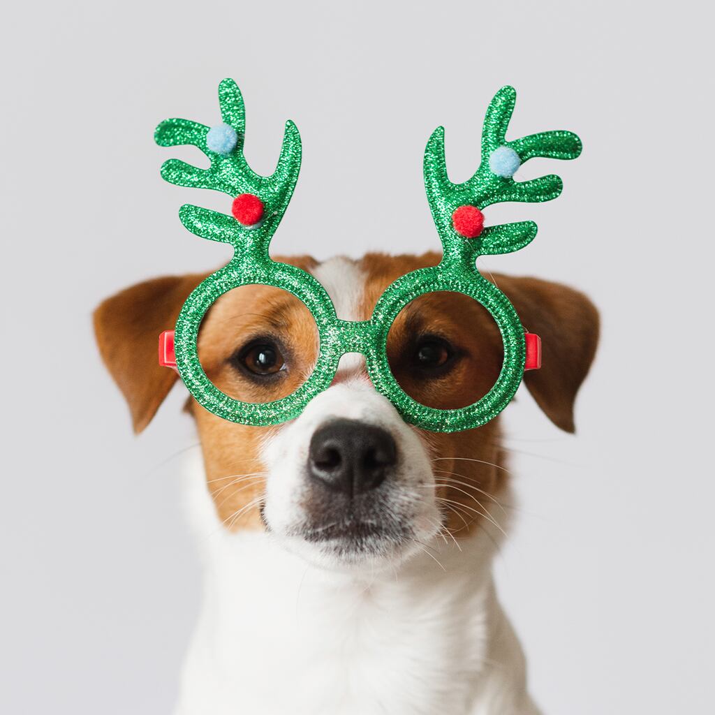 SANTA PET PICTURES | Meadows Mall